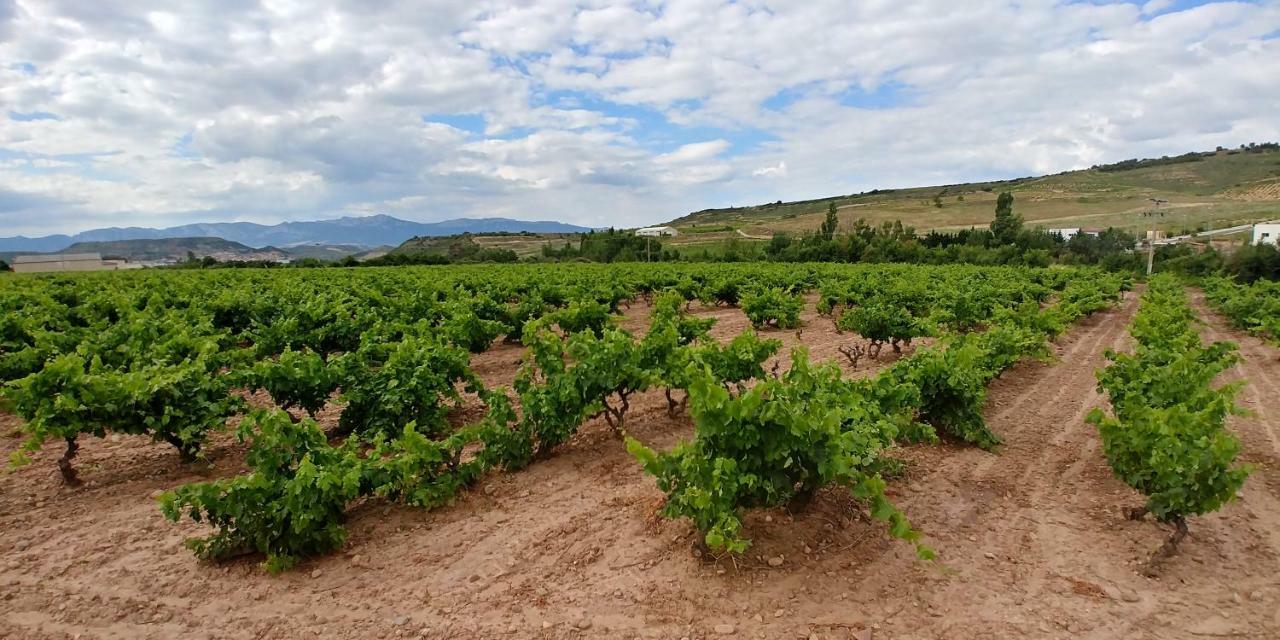 Apartamento Entrevinas En El Corazon De La Rioja Fuenmayor Dış mekan fotoğraf